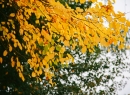 IMG_8068.jpg